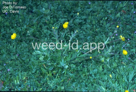 buttercup, California